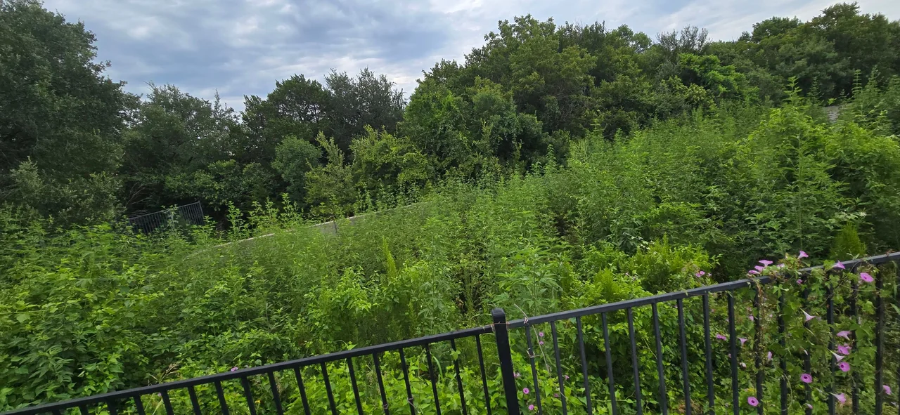 Dense vegetation in a fenced detention basin before clearing.